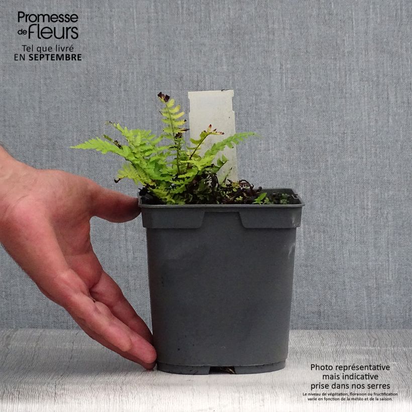 Dryopteris filix-mas - Male Fern 2L/3L pot sample as delivered in summer