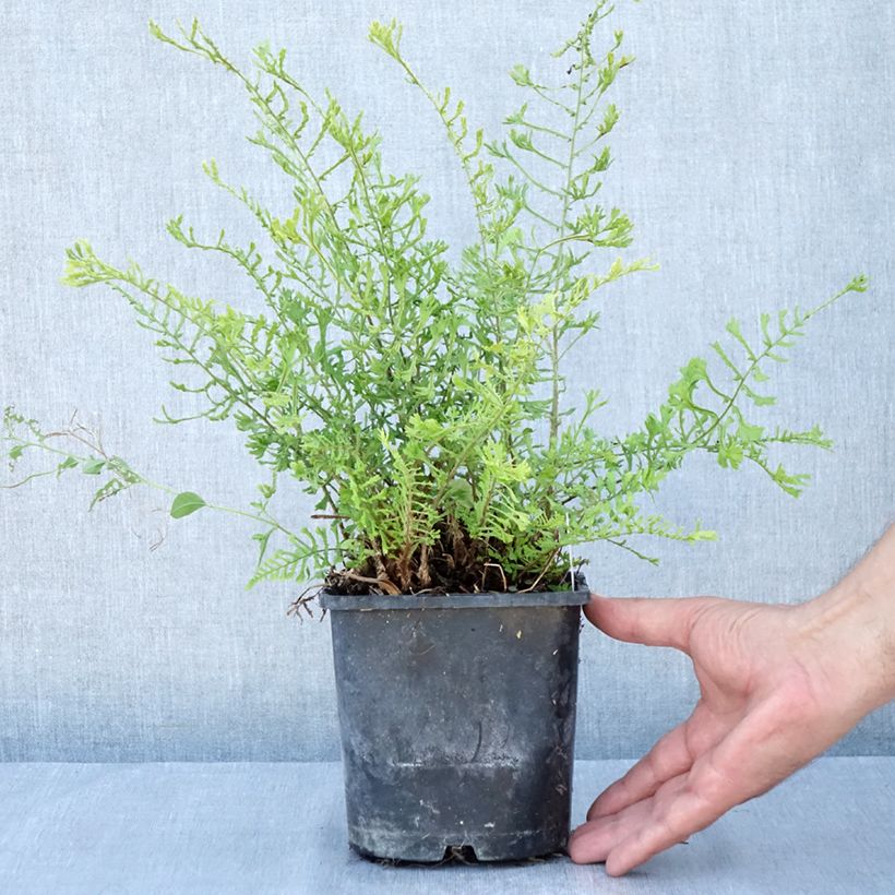 Dryopteris filix-mas Linearis Polydactyla - Male Fern 2L/3L pot sample as delivered in summer