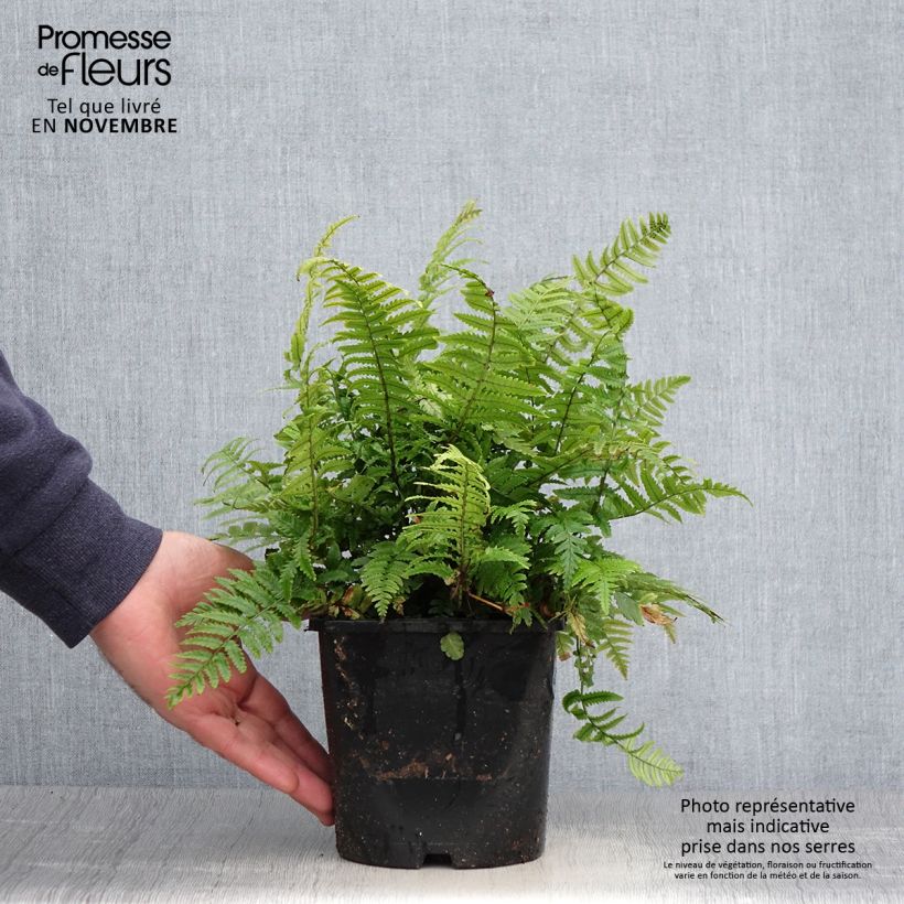 Dryopteris kuratae - Wood Fern 2L/3L pot sample as delivered in autumn
