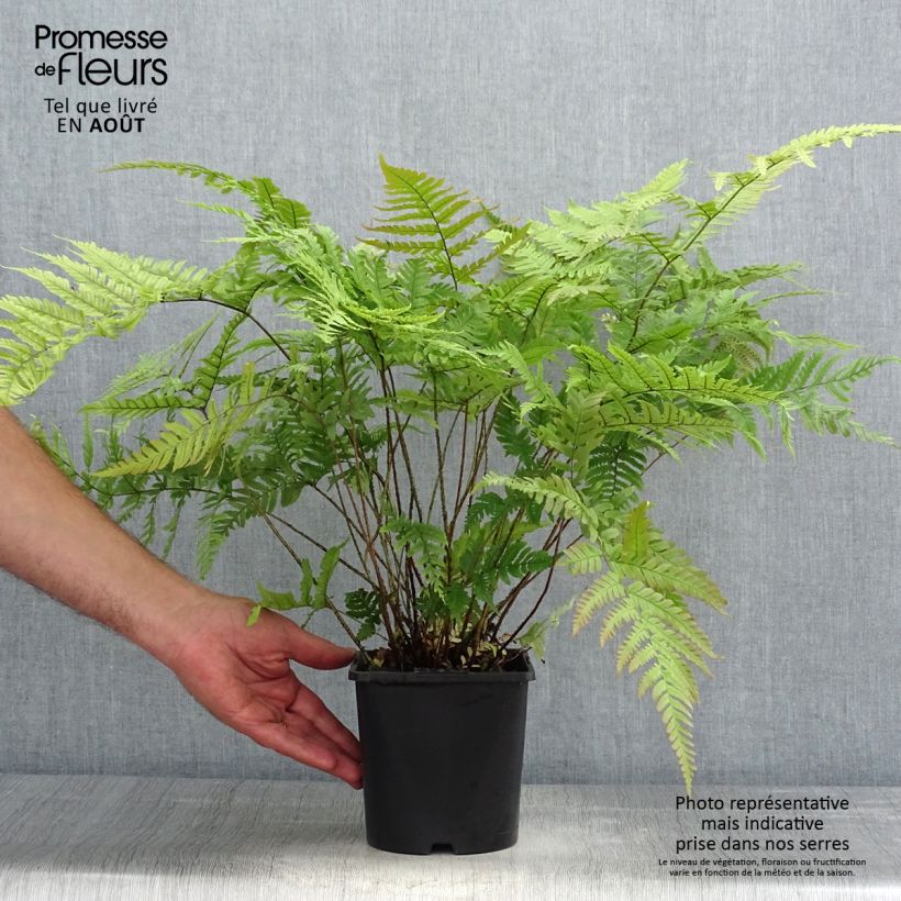 Dryopteris lepidopoda - Sunset Fern 2L/3L pot sample as delivered in summer