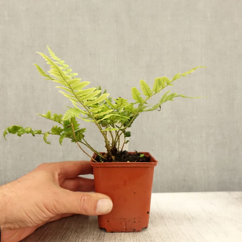Dryopteris ludoviciana - Florida Shield Fern 8/9 cm pot sample as delivered in autumn