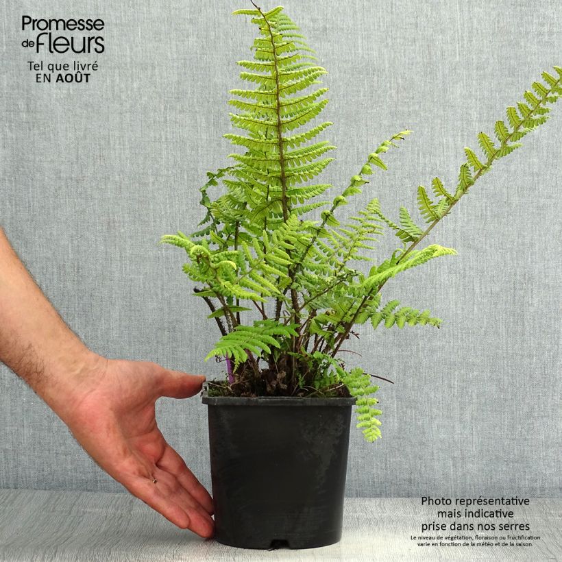 Dryopteris wallichiana - Wood Fern 2L/3L pot sample as delivered in summer