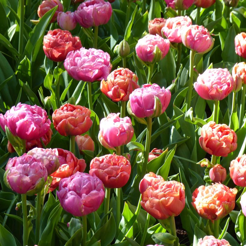 Duo of tulips Amazing Grace & Copper Image (Flowering)