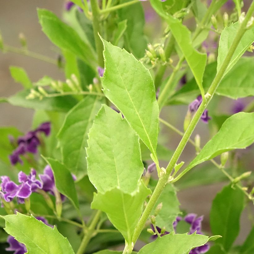 Duranta repens (Foliage)