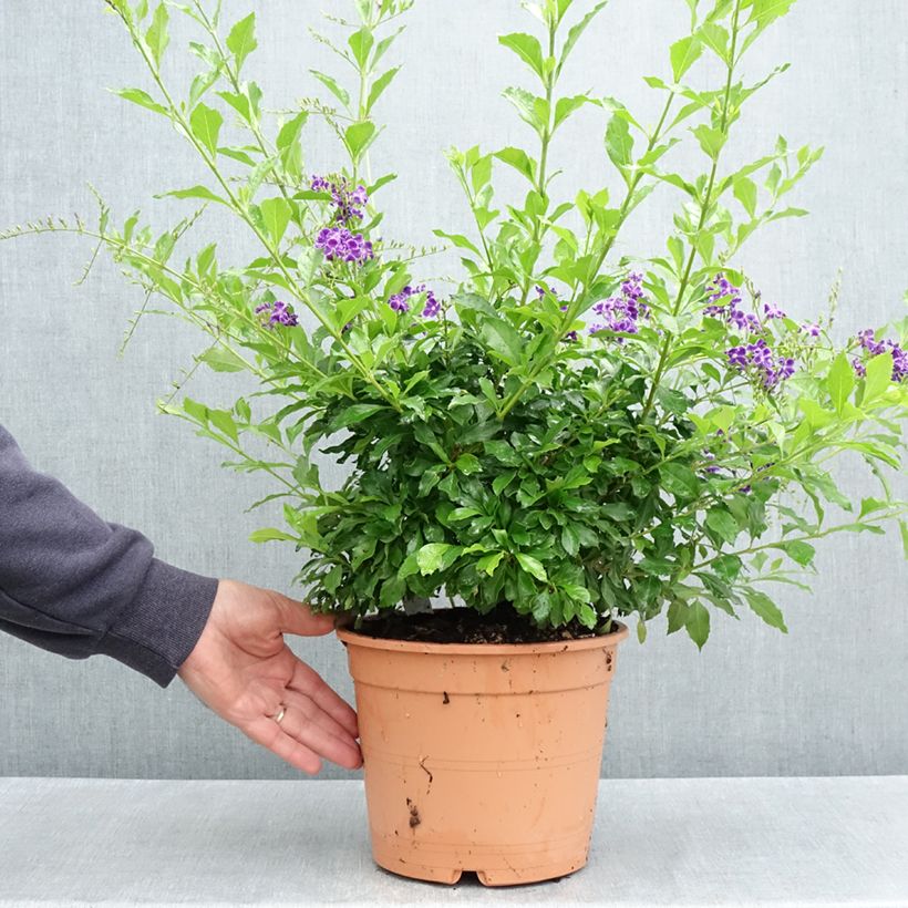 Duranta repens 4L/5L pot sample as delivered in spring