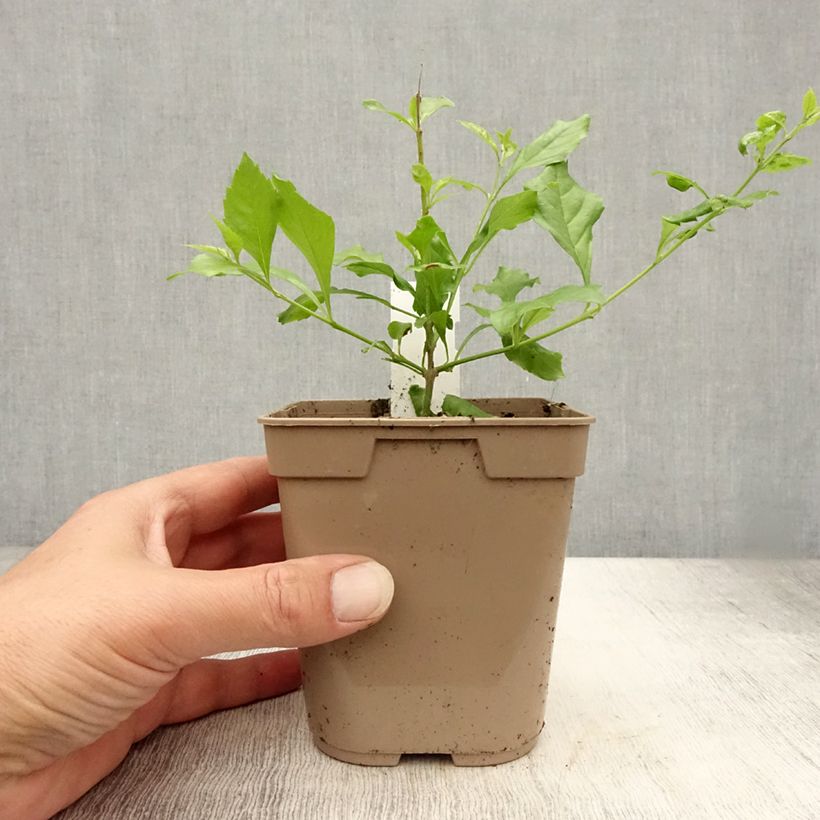 Duranta repens 1L/1.5L pot sample as delivered in summer