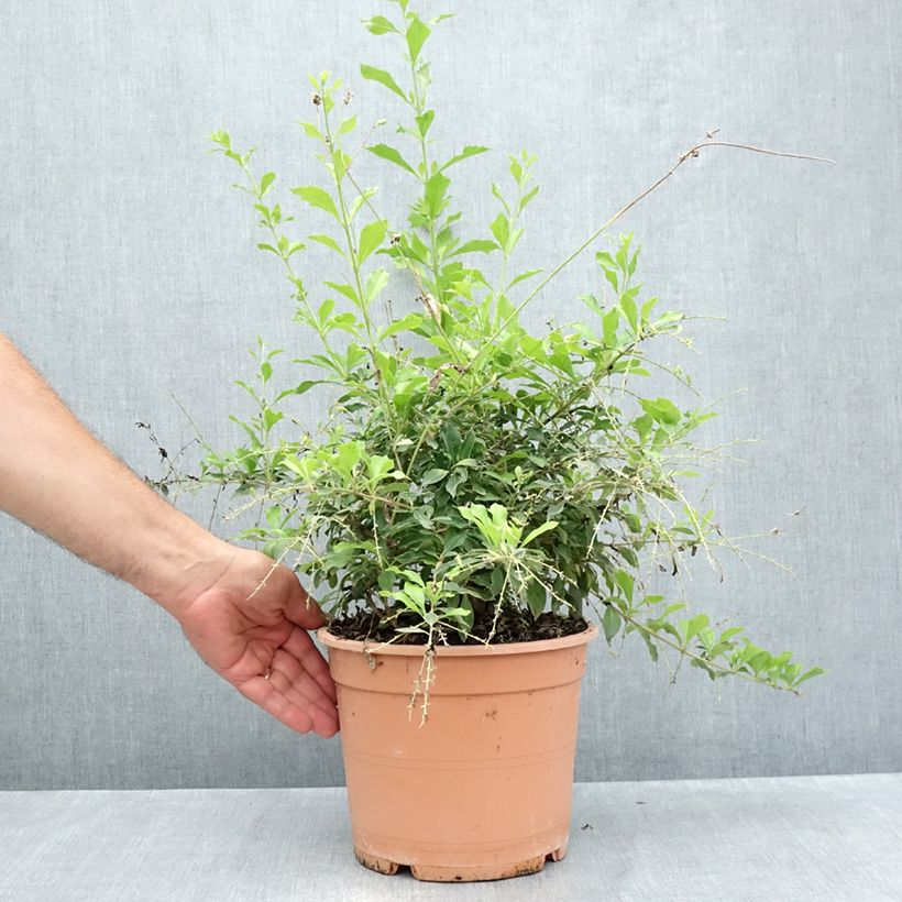 Duranta repens 4L/5L pot sample as delivered in summer