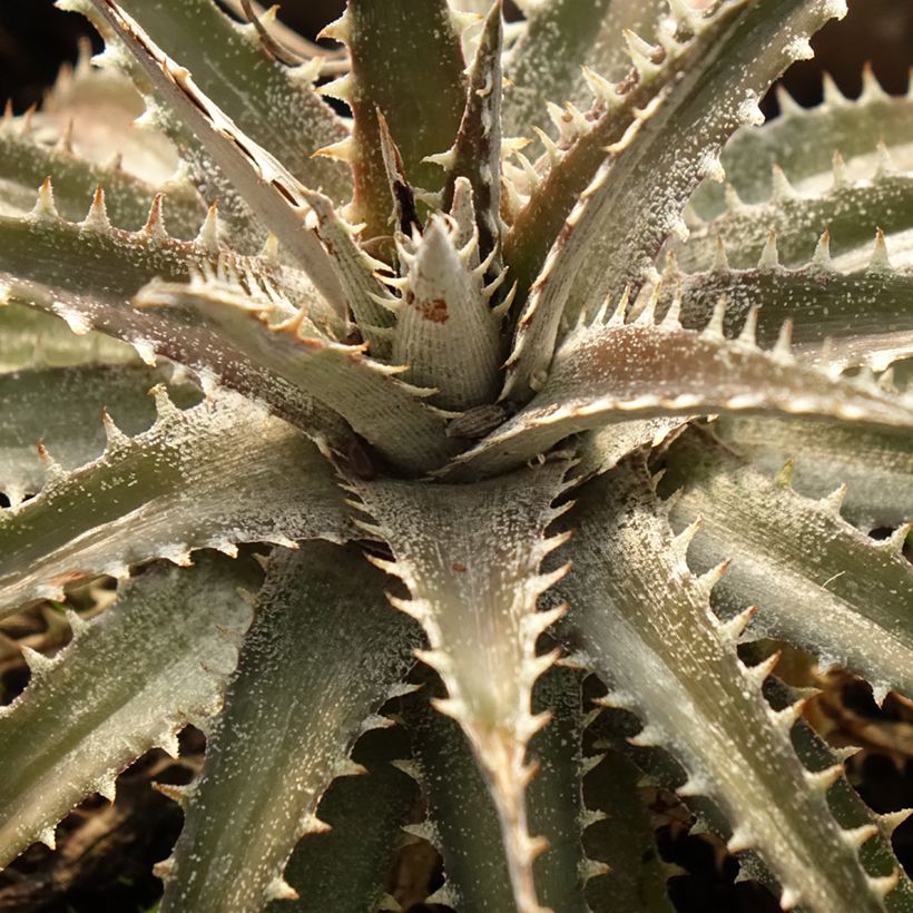 Dyckia Grand Marnier (Foliage)