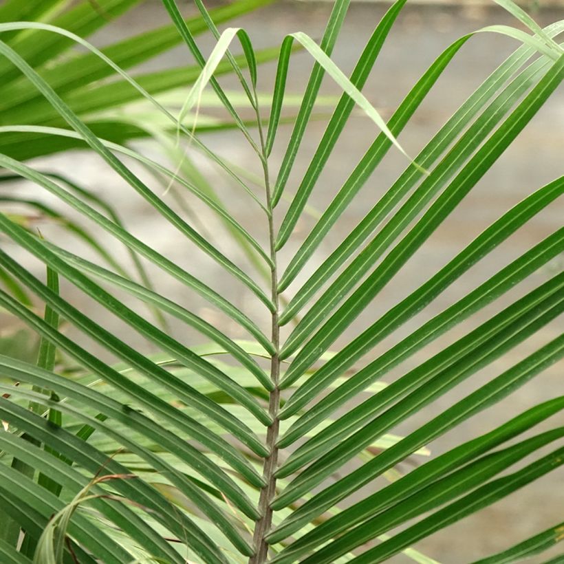 Dypsis decaryi - Triangle palm (Foliage)
