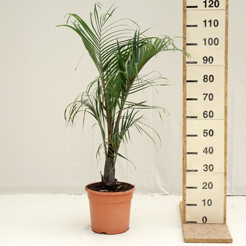 Dypsis decaryi - Triangle palm 7.5L/10L pot sample as delivered in spring