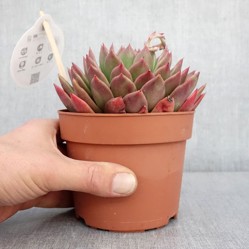 Echeveria agavoides 1L/1.5L pot sample as delivered in winter