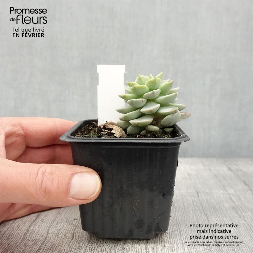 Echeveria derenbergii 8/9 cm pot sample as delivered in winter