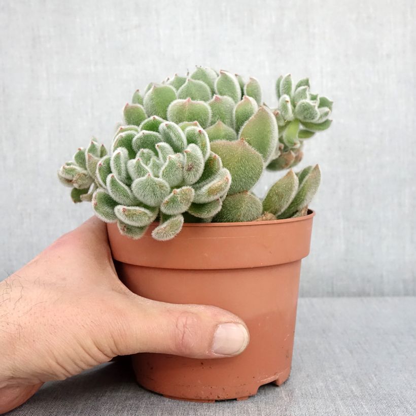Echeveria setosa 1L/1.5L pot sample as delivered in winter