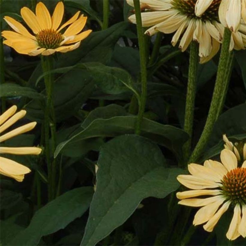 Echinacea purpurea Aloha - Purple Coneflower (Foliage)