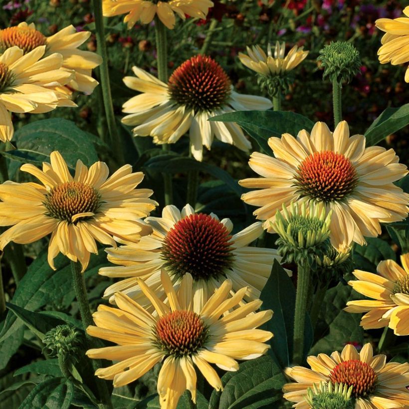 Echinacea purpurea Aloha - Purple Coneflower (Flowering)