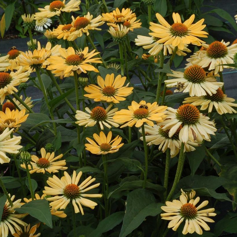 Echinacea purpurea Aloha - Purple Coneflower (Plant habit)