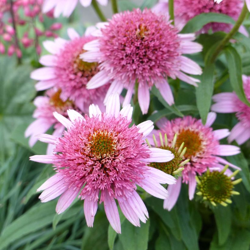 Echinacea purpurea Butterfly Kisses - Purple Coneflower (Flowering)