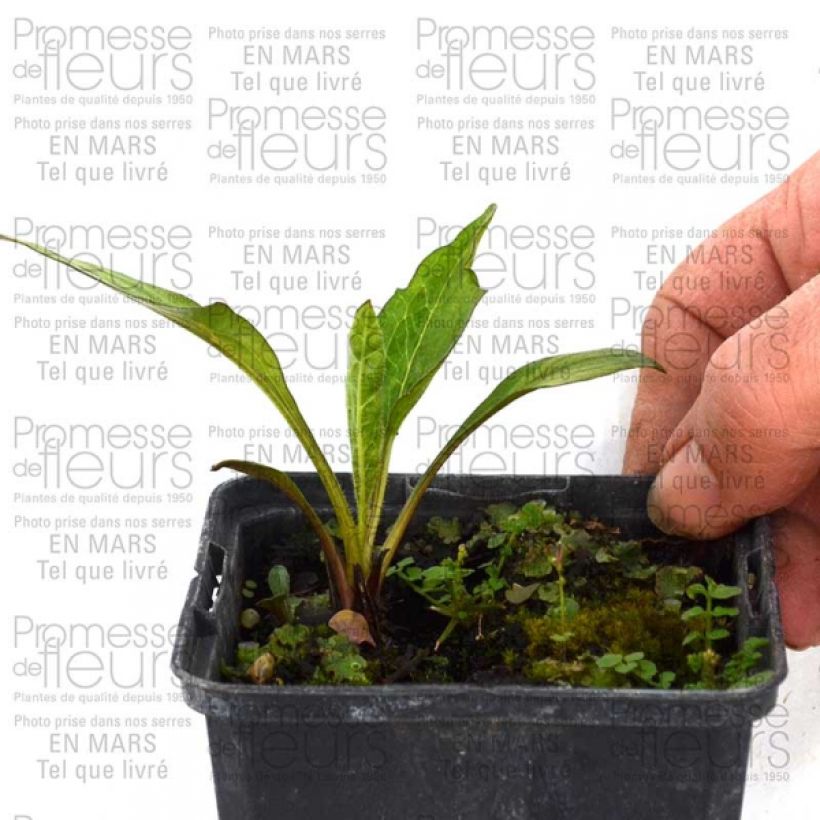 Example of Echinacea purpurea Catharina - Purple Coneflower 8/9 cm pot specimen as delivered