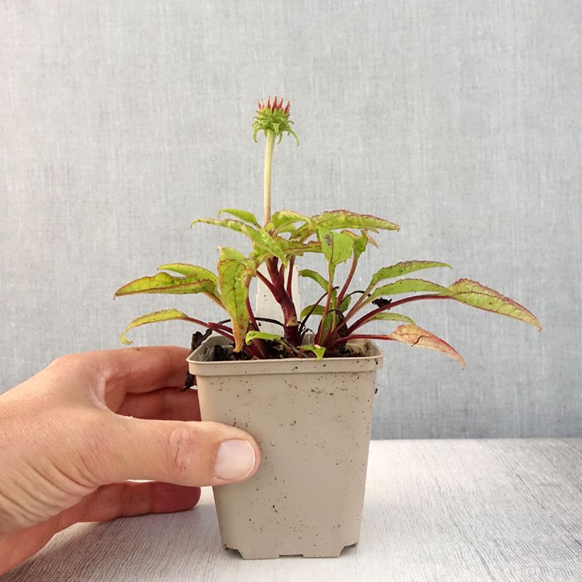 Echinacea purpurea Cheyenne Spirit - Purple Coneflower 8/9 cm pot sample as delivered in summer