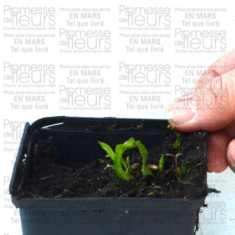 Example of Echinacea purpurea Coupe Soleil - Purple Coneflower 8/9 cm pot specimen as delivered