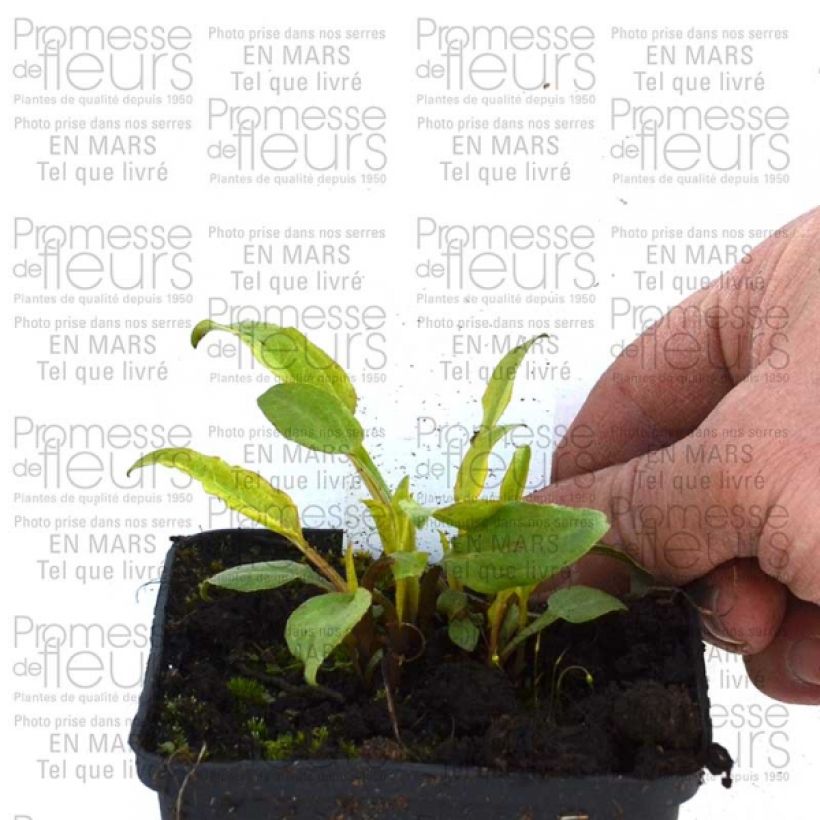 Example of Echinacea purpurea Cranberry Cupcake - Purple Coneflower 8/9 cm pot specimen as delivered