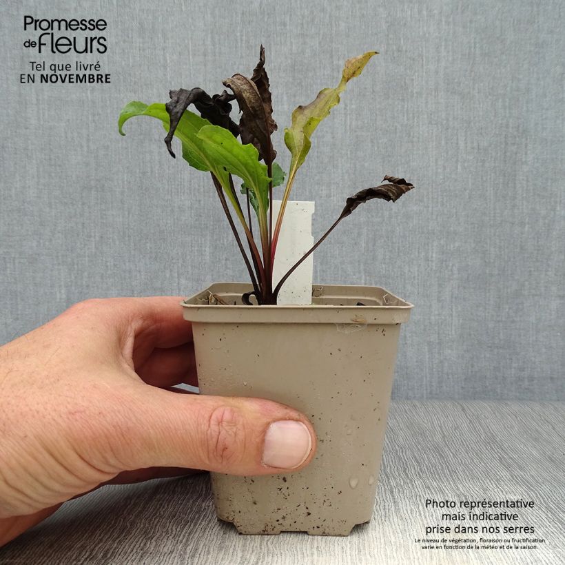 Echinacea purpurea Eccentric - Purple Coneflower 8/9 cm pot sample as delivered in autumn