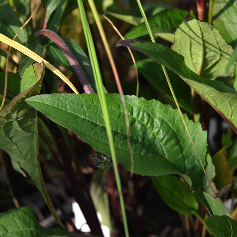 Echinacea purpurea Fatal Attraction - Purple Coneflower (Foliage)