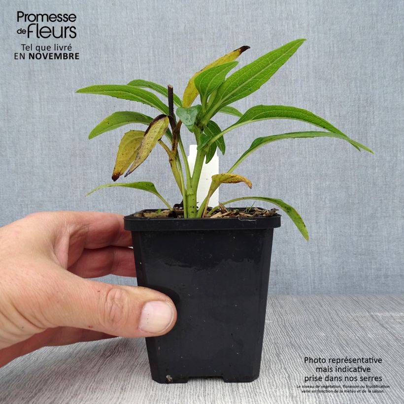Echinacea purpurea Green Envy - Purple Coneflower 8/9 cm pot sample as delivered in autumn