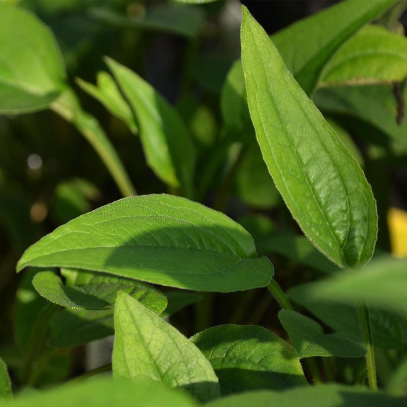 Echinacea purpurea Green Envy - Purple Coneflower (Foliage)