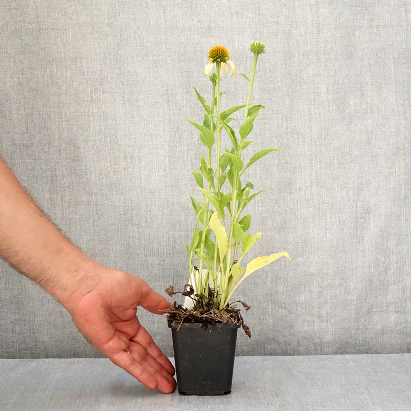 Echinacea purpurea Harvest Moon - Purple Coneflower 8/9 cm pot sample as delivered in summer