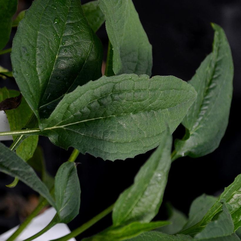 Echinacea purpurea Harvest Moon - Purple Coneflower (Foliage)