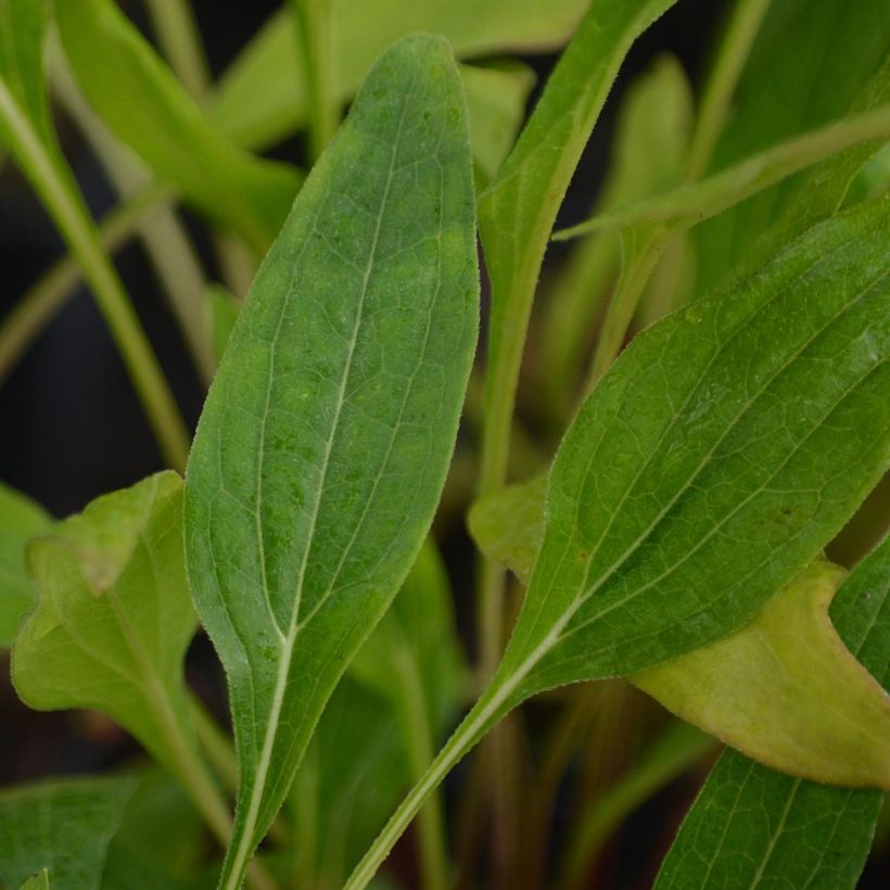 Echinacea purpurea Hot Papaya - Purple Coneflower (Foliage)