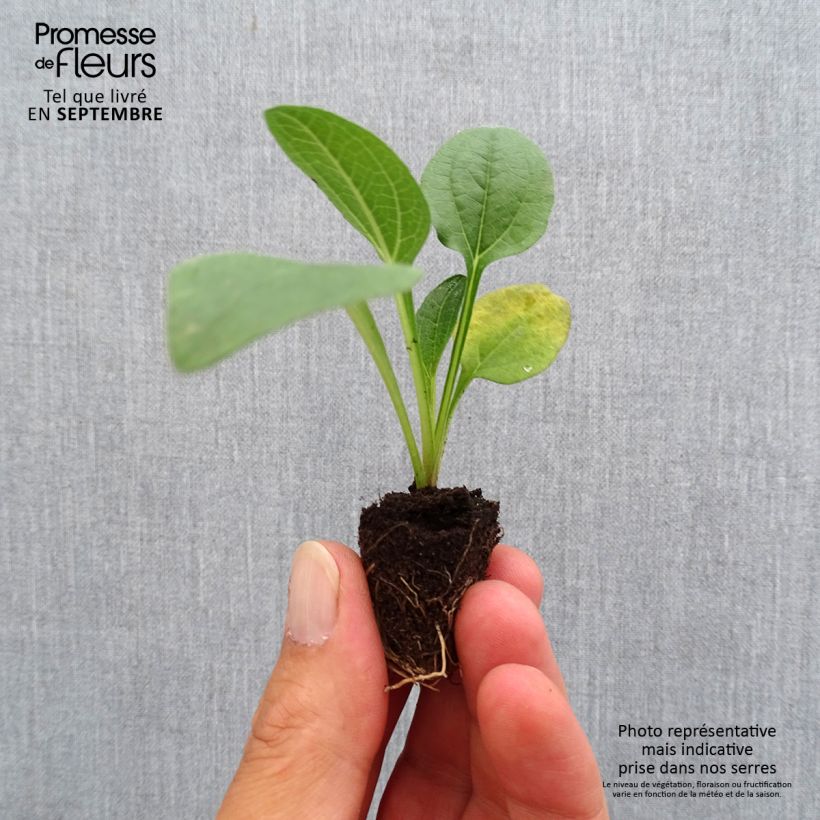 Echinacea purpurea Lakota Orange - Purple Coneflower Plug plant 3/4cm sample as delivered in autumn