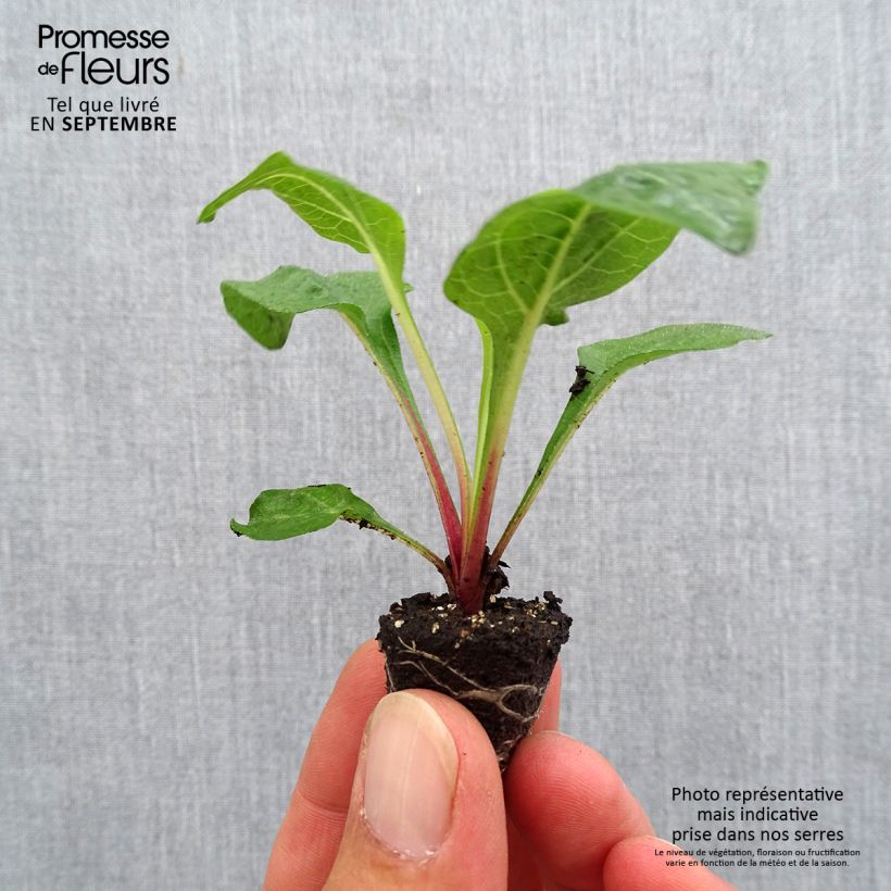 Echinacea purpurea Lakota Red - Purple Coneflower Plug plant 3/4cm sample as delivered in autumn