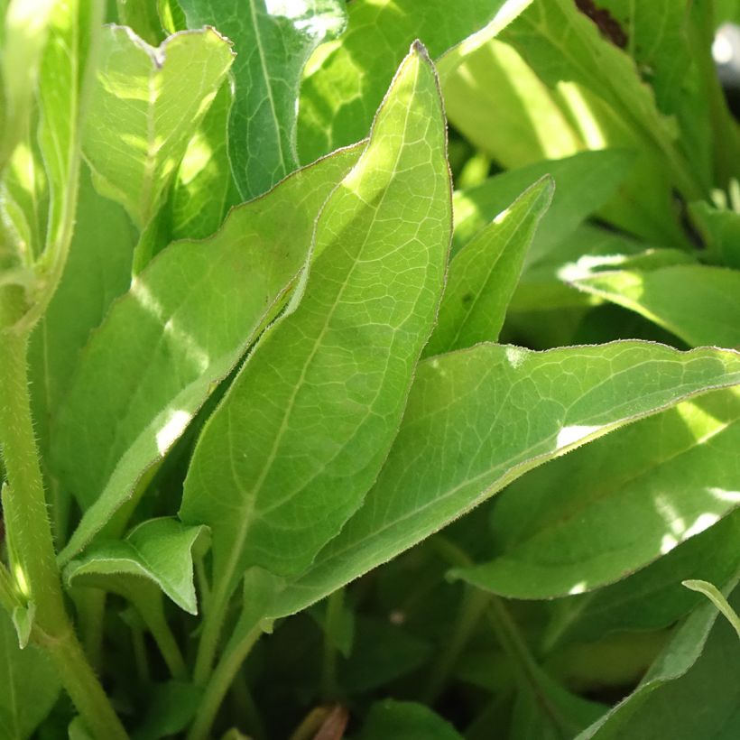 Echinacea Orange Skipper - Purple Coneflower (Foliage)