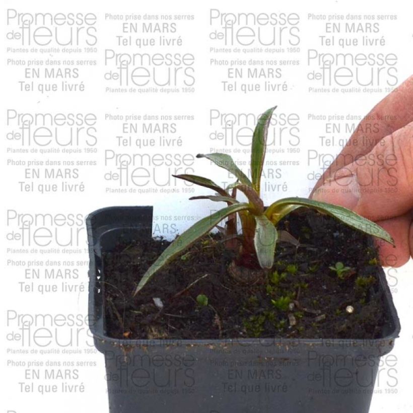 Example of Echinacea purpurea Summer Salsa - Purple Coneflower 8/9 cm pot specimen as delivered