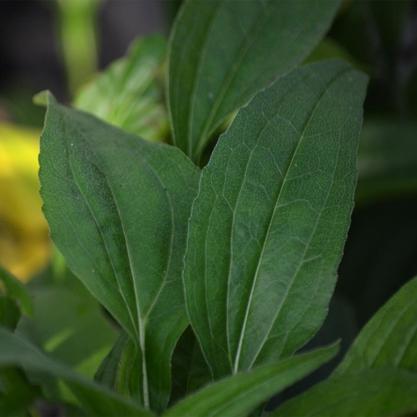 Echinacea purpurea Pacific Summer - Purple Coneflower (Foliage)