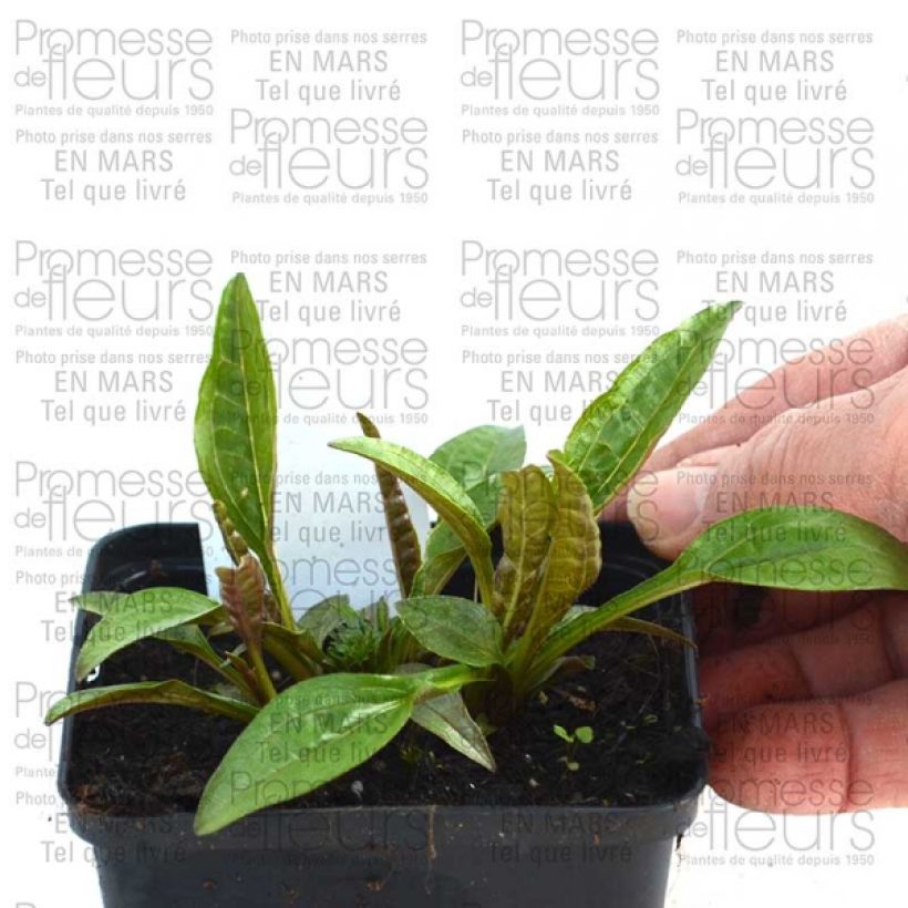 Example of Echinacea purpurea Pacific Summer - Purple Coneflower 8/9 cm pot specimen as delivered