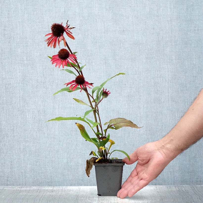 Echinacea purpurea Prima® Ruby 8/9 cm pot sample as delivered in summer
