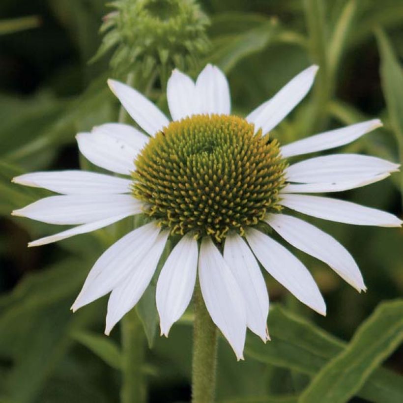 Echinacea purpurea Purity - Purple Coneflower (Flowering)