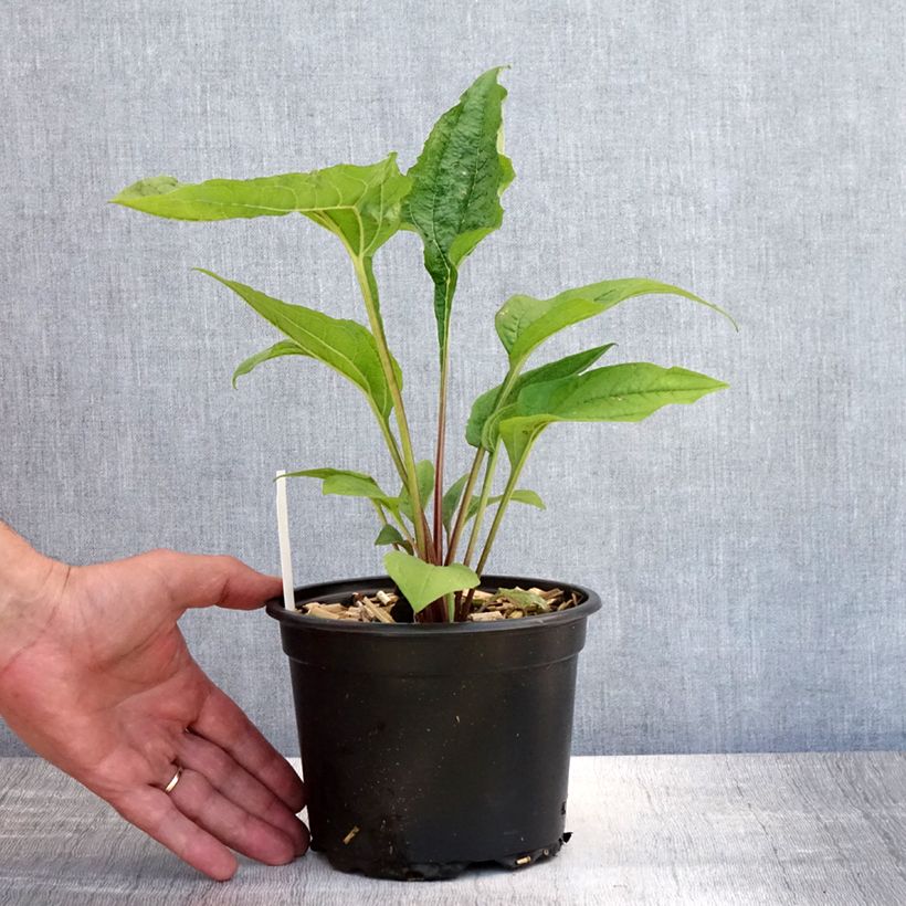 Echinacea purpurea - Purple Coneflower 2L/3L pot sample as delivered in summer