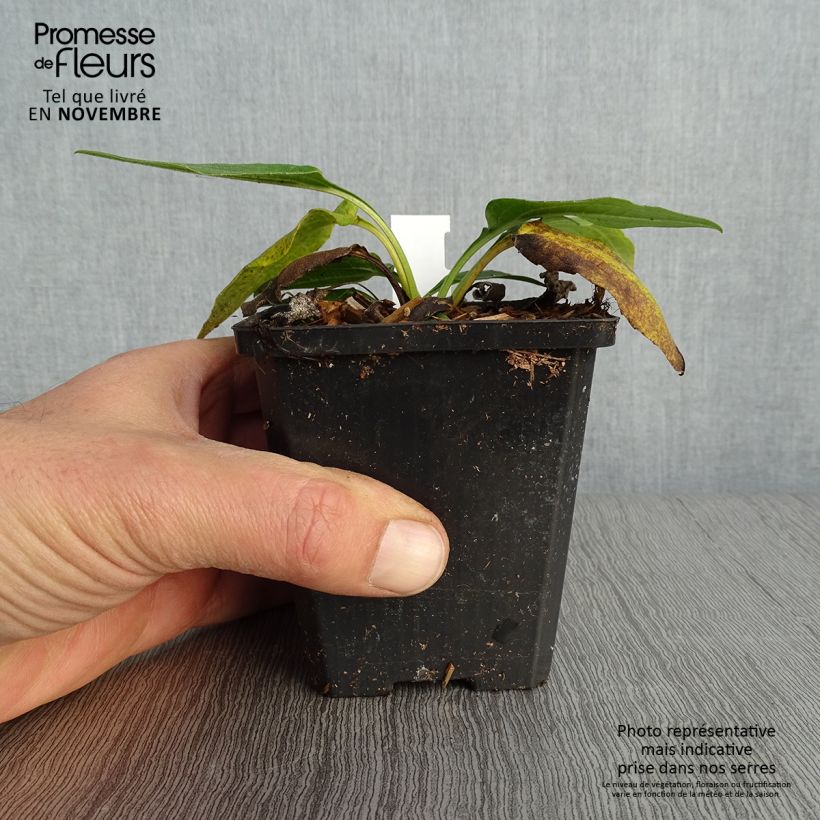 Echinacea purpurea Espinosa Green - Purple Coneflower 8/9 cm pot sample as delivered in autumn