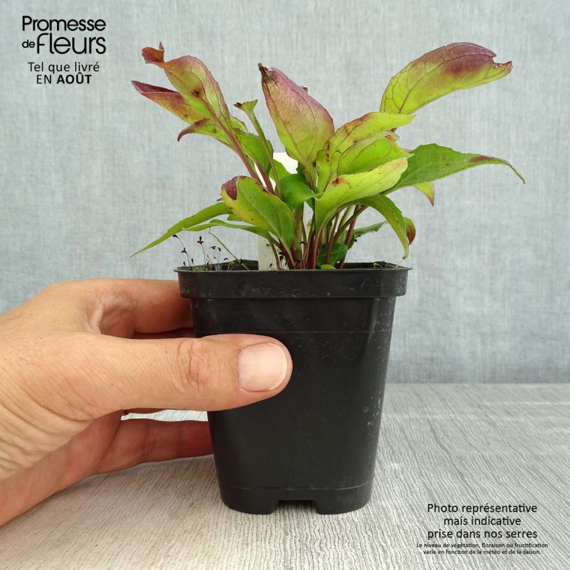 Echinacea purpurea Leuchtstern - Purple Coneflower 8/9 cm pot sample as delivered in summer