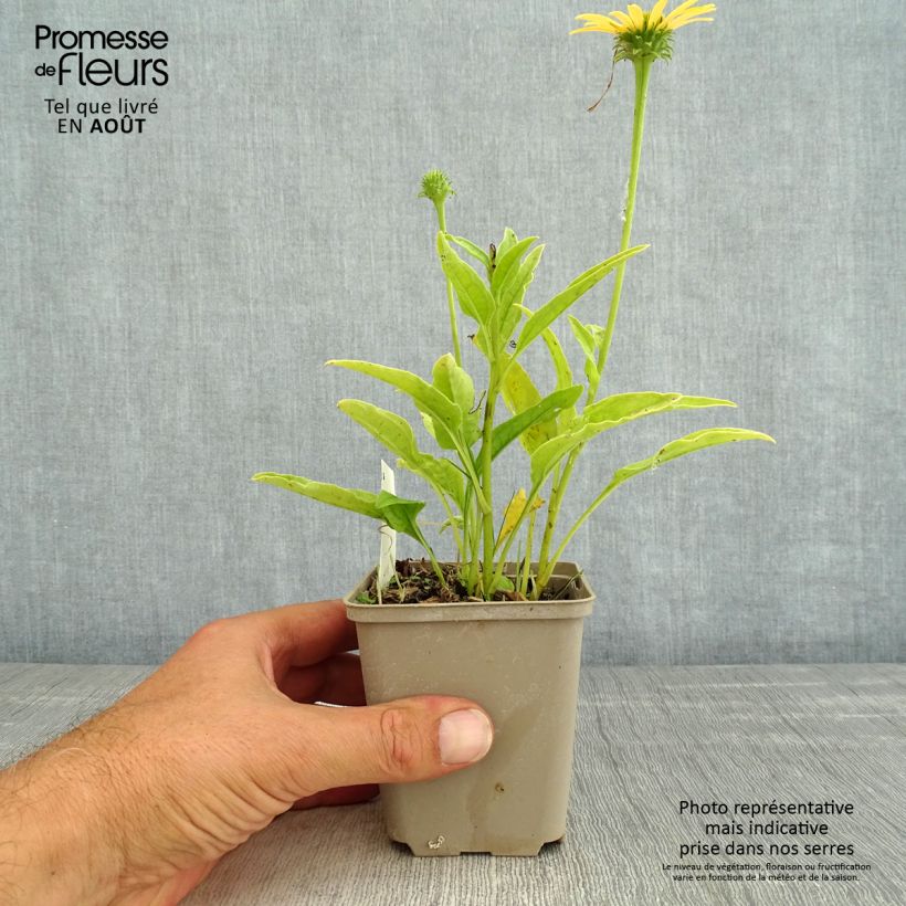 Echinacea Mac n Cheese - Purple Coneflower 8/9 cm pot sample as delivered in summer