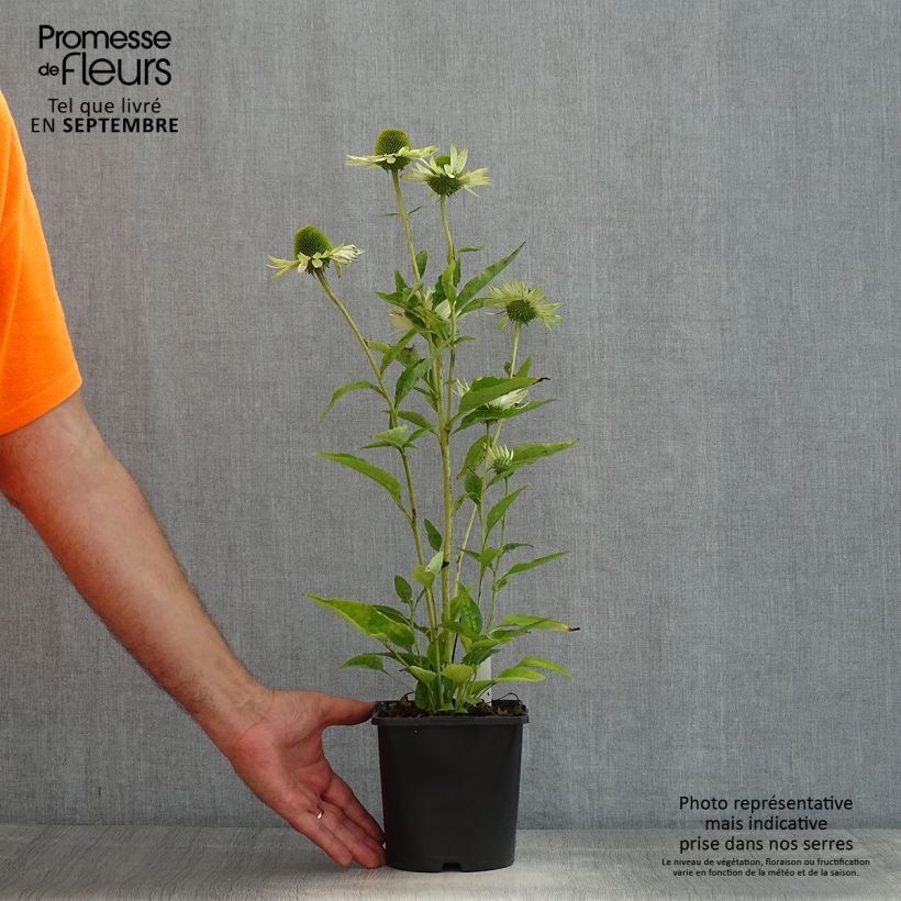 Echinacea purpurea Virgin - Purple Coneflower 2L/3L pot sample as delivered in summer
