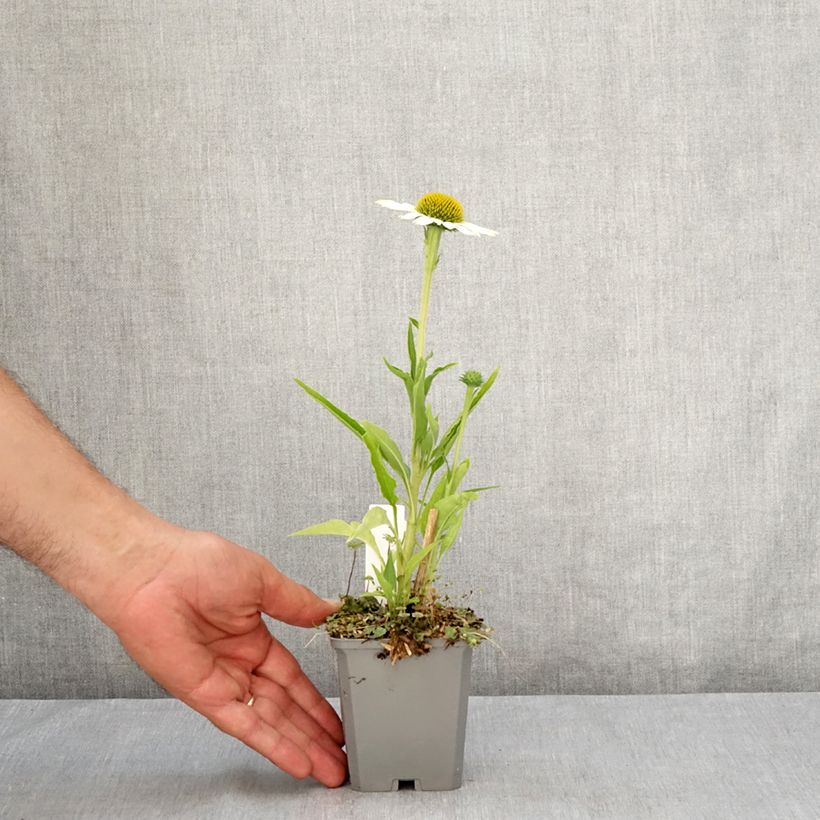 Echinacea Meditation white - Purple Coneflower 8/9 cm pot sample as delivered in summer