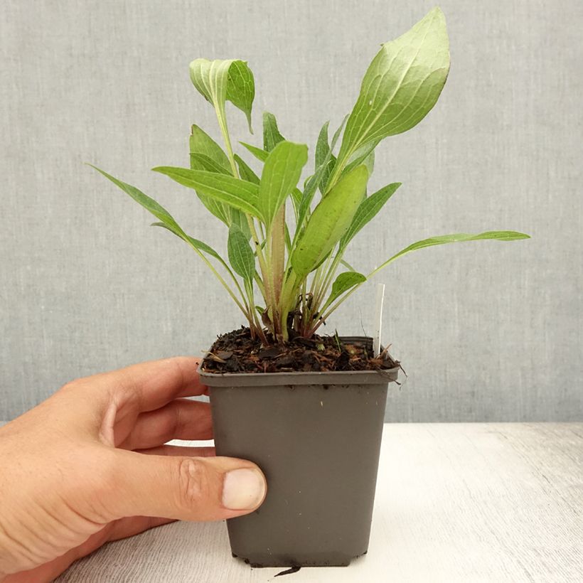 Echinacea purpurea Southern Belle 8/9 cm pot sample as delivered in summer
