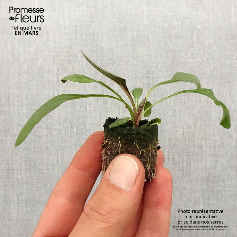 Echinacea purpurea Sun Magic Vintage Orange - Purple Coneflower Plug plant 3/4cm sample as delivered in spring