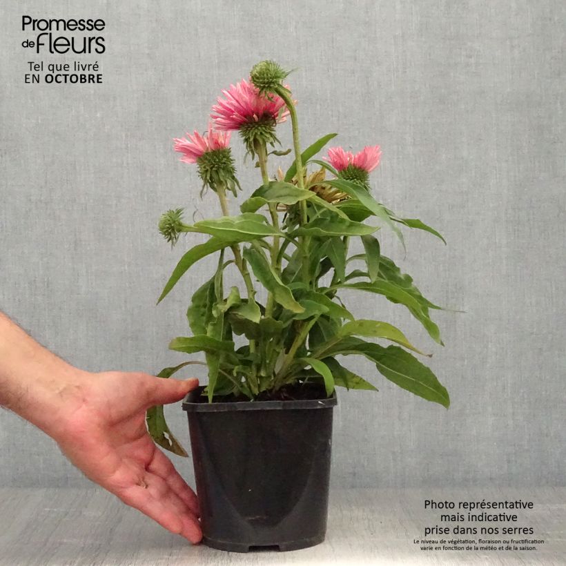Echinacea SunSeekers Salmon - Purple Coneflower 2L/3L pot sample as delivered in autumn