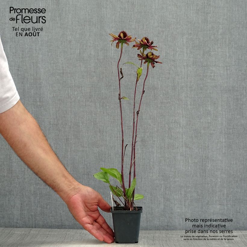 Echinacea Sweet Sandia - Purple Coneflower 8/9 cm pot sample as delivered in summer